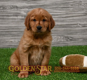 Golden Irish Retriever