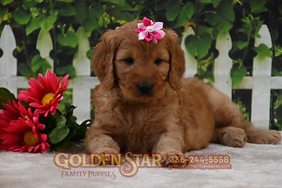 F1 Goldendoodle