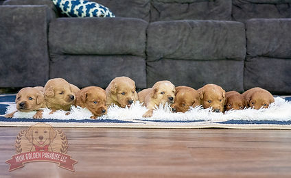 Mini Golden Retriever Puppy