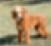 Adult Sires