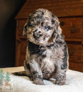 Mini Goldendoodle Puppy