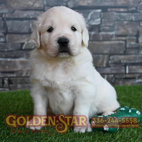 English Cream Golden Retriever