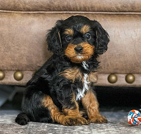 Cavapoo Puppy