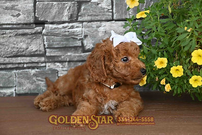 F1b Mini Goldendoodle