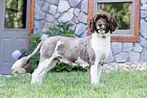 Nora - Goldenretrever-2.jpg