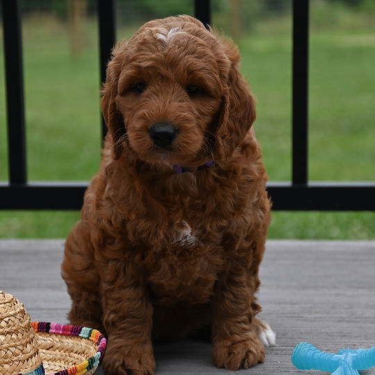 F1b Mini Goldendoodle