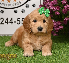 F1B Mini Goldendoodle
