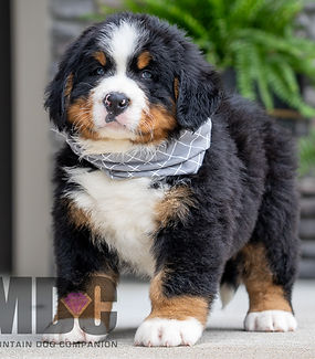 Bernese Mountain Dog Puppy
