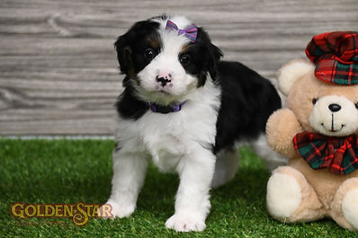 F1 Mini Aussiedoodle