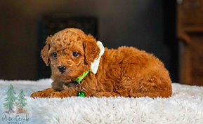 Mini Goldendoodle Puppy