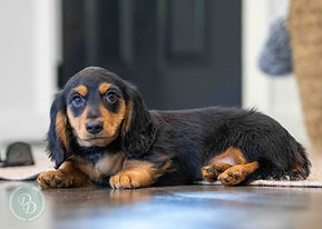 Dapple Dachshund Puppy