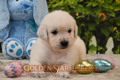 English Cream Golden Retriever