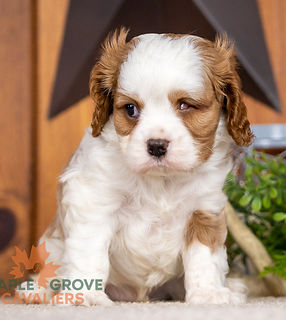 Cavalier King Charles Puppy