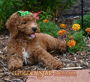 F1b Mini Goldendoodle
