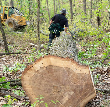 Fresno Forestry-25.jpg