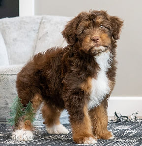 Mini Aussiedoodle Puppy