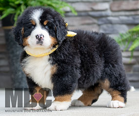 Bernese Mountain Dog