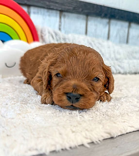 Cavapoo Puppy