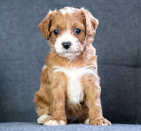 Cavapoo Puppy