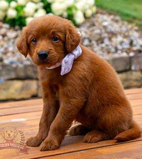 Mini Golden Retriever Puppy
