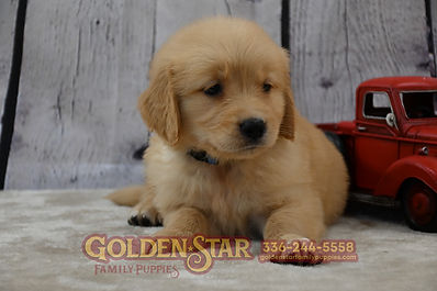 Golden Retriever