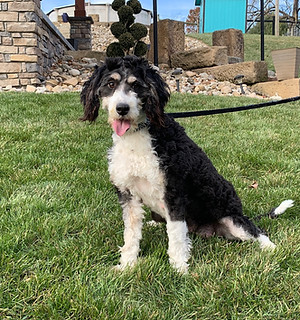 Adult Mini Bernedoodle
