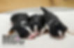 F1 Mini Bernedoodle