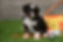 F1 Mini Aussiedoodle