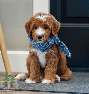 Mini Goldendoodle Puppy