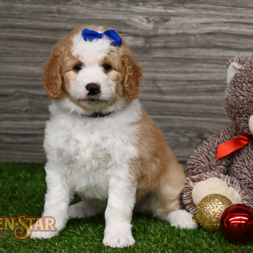 F1b Mini Aussiedoodle