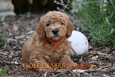 F1b Mini Goldendoodle