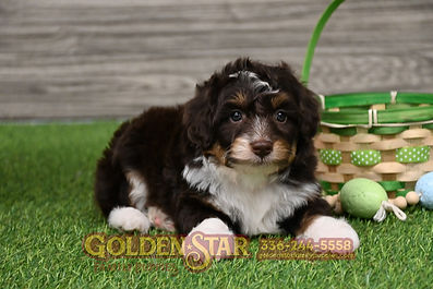 F1 Mini Aussiedoodle