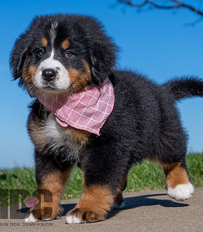 Bernese Mountain Dog