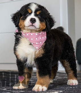 Bernese Mountain Dog