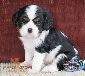 Cavalier Puppy