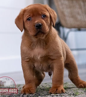 Fox Red Labrador Retriever Puppy