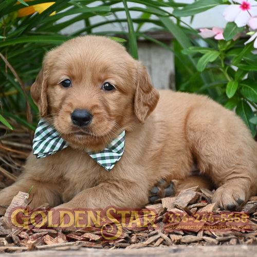 Golden Retriever