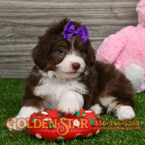 F1 Mini Aussiedoodle