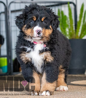 Bernese Mountain Dog