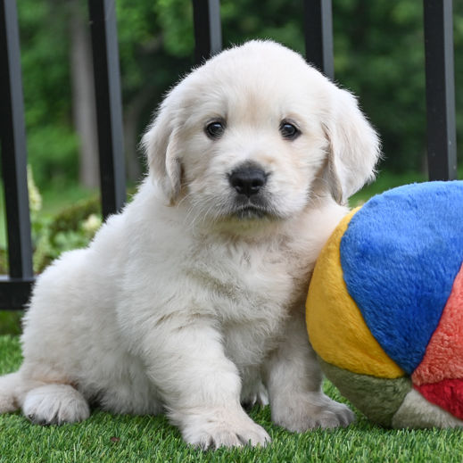 English Cream Golden Retriever