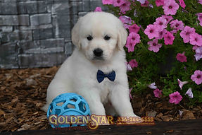 English Cream Golden Retriever