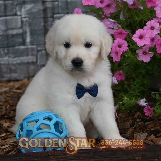 English Cream Golden Retriever
