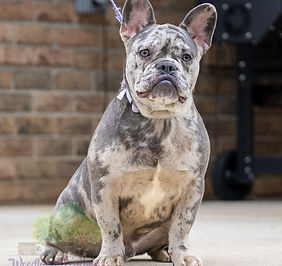 French Bulldog Puppies For Sale In Lexington, Kentucky