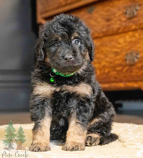 Mini Goldendoodle Puppy