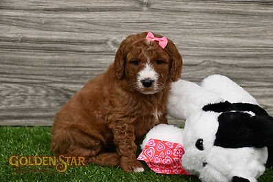 F1B Mini Goldendoodle
