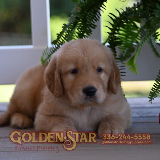 Golden Retriever