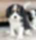 Cavalier King Charles Spaniel Puppy