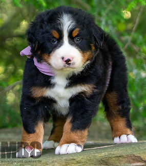 Bernese Mountain Dog