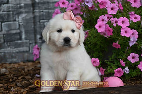 English Cream Golden Retriever