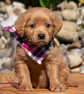 Mini Golden Retriever Puppy